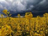 Burzowe popołudnie województwie pomorskim. 21.05.2021 r. Zobaczcie zdjęcia z deszczowego Pomorza!