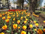 Zieleń miejska w Łodzi. W mieście nie tylko w parkach, ale i w pasach drogowych, na rondach, przy torowiskach kwitną żonkile, tulipany