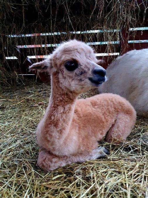 W Ogrodach Sensorycznych w Muszynie na świat przyszła alpaczka. Aż chce się ją przytulać. Poszukiwane odpowiednie imię