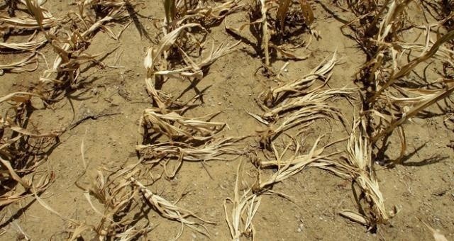 Najwięcej gospodarstw poszkodowanych przez suszę jest w powiecie chojnickim i w gminie Malbork. Straty zgłosiło już prawie 240 producentów rolnych.