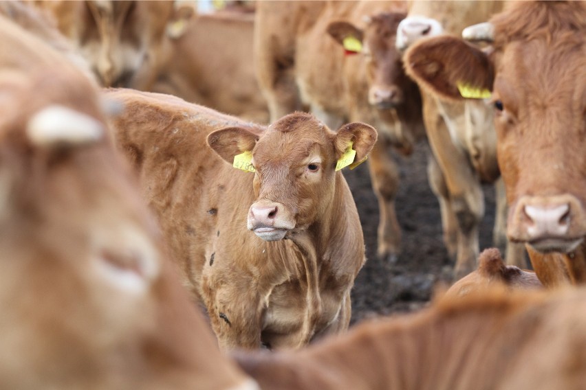 Komisja Europejska zbada sprawę uboju chorych krów z Polski. Od poniedziałku rozpoczną się kontrole w ubojniach
