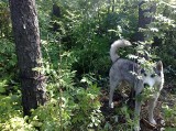 Pies był przykuty łańcuchem do drzewa w środku lasu