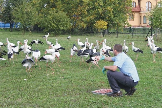 Bociani obiad to surowe mięso.