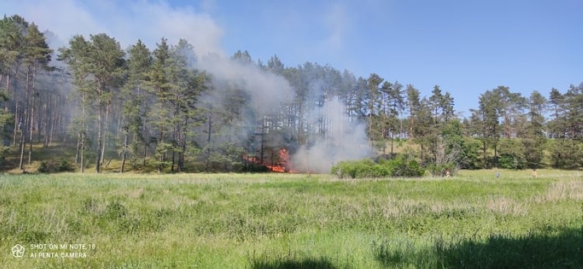 Pożar lasu na Kaszubach. Straż pożarna walczyła z ogniu w Gołuniu w gm. Kościerzyna. Do akcji skierowano 20 zastępów!