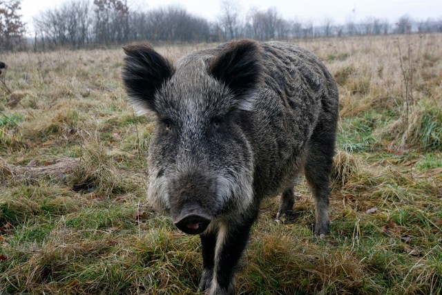 Podlascy rolnicy od dłuższego czasu zabiegali o większy odstrzał dzików