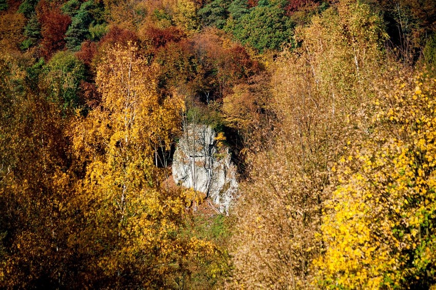 Spacer po Dolinie Będkowskiej pełnej jesiennych kolorów [GALERIA]