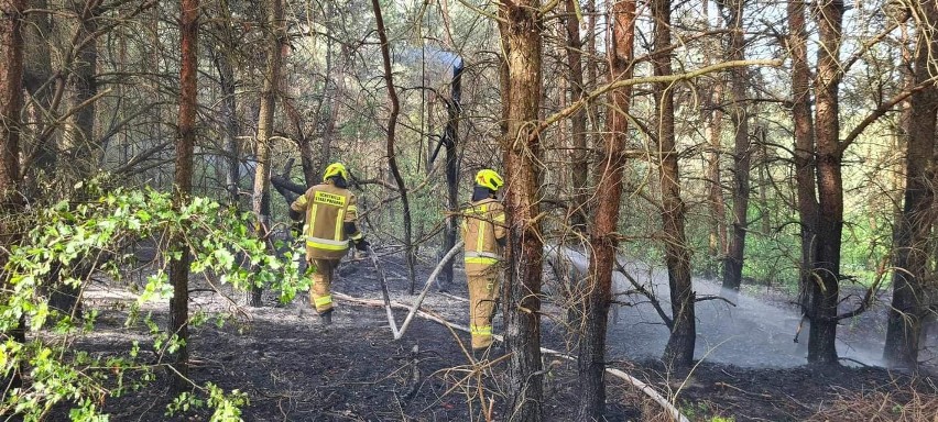 Pożar lasu w Kolbarku