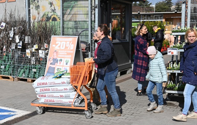 Sprawdziliśmy, jak w sobotę, 26 marca wyglądały centra ogrodnicze w Kielcach. Okazało się, że do każdego przyjechało sporo ludzi, amatorzy zieleni robili duże zakupy. Kupowali nasiona pomidorów, papryki, tuje, magnolie, lawendy, róże, fuksje oraz mnóstwo innych roślin. Największy ruch panował w marketach Obi przy ulicy Radomskiej i Zagnańskiej, sporo osób było także w ACM Agrocentrum przy ulicy Paderewskiego. Na kolejnych slajdach zobaczycie więcej zdjęć z kieleckich agrocentrów>>>