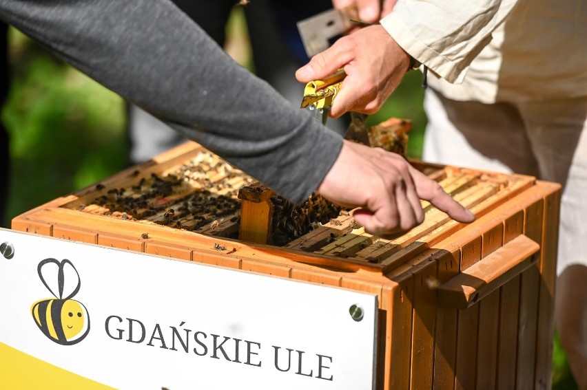 Gdańsk. W mieście zamieszkały kolejne pszczoły miododajne. Znajdziemy je w Parku Reagana i na kampusie Uniwersytetu Gdańskiego