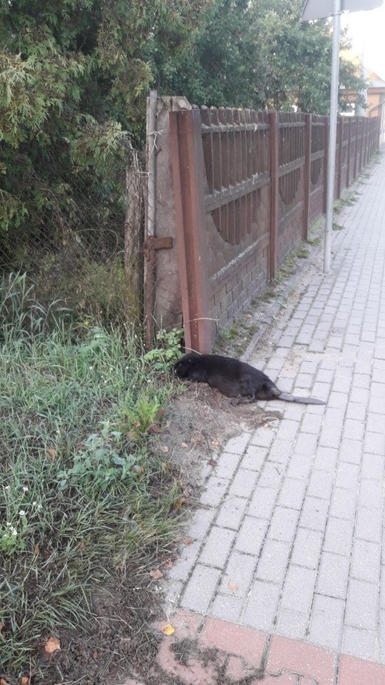 Młody bóbr został potrącony przez samochód. O rannym...