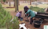 Zielona Góra. Widłak starszy niż dinozaury przeprowadził się z Suchej do Ogrodu Botanicznego. Dlaczego? Bo wymiera