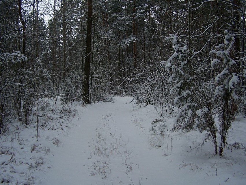 Zima w okolicach wsi Kruszewo