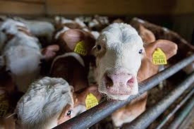 W Lubuskiem nie odnotowano przypadków uboju krów niezgodnie z przepisami - wynika z danych ministerstwa rolnictwa, inspekcji weterynaryjnej i inspekcji handlowej