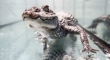 W sklepie w Rzeszowie zamieszkał mały aligator [WIDEO, FOTO]