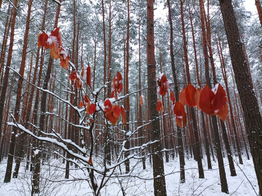 Sypnęło śniegiem, krajobraz regionu zabielił się, a tu i...