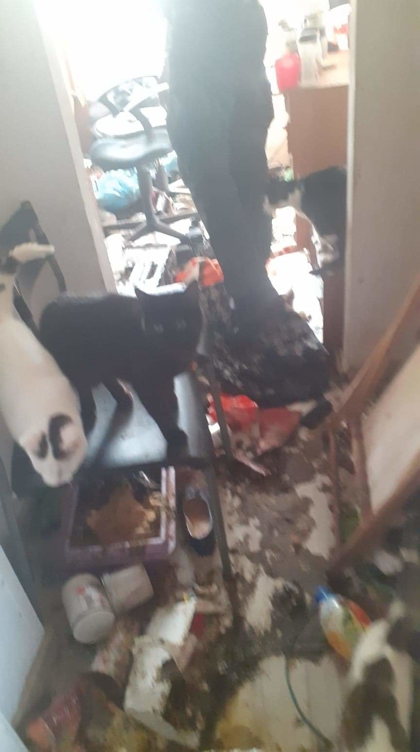 14 kotów w mieszkaniu w Kobylnicy, potrzebna była interwencja organizacji prozwierzęcych