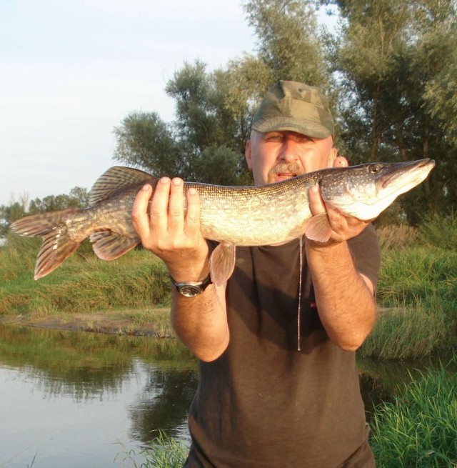 Józef Kolej i złowiony przez niego sandacz, ważący 2,5 kg