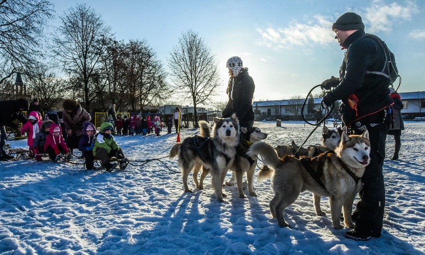 Cztery psy, sanki i mnóstwo śniegu - to przepis na udane...