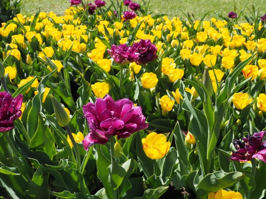 W "botaniku" zakwitły wszystkie tulipany! Jest pięknie! ZDJĘCIA. Takiej kolekcji nie ma żaden inny ogród botaniczny w Polsce