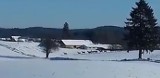 Ogromne stado łani w gminie Tuchomie. Czytelnik nagrał niezwykły film! "Takiego stada nie widziano tu już od dawna" [wideo]