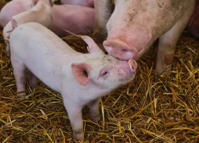Według danych ARiMR z 30 listopada 2023 r. liczba świń w Polsce wynosi 9 253 130 sztuk.