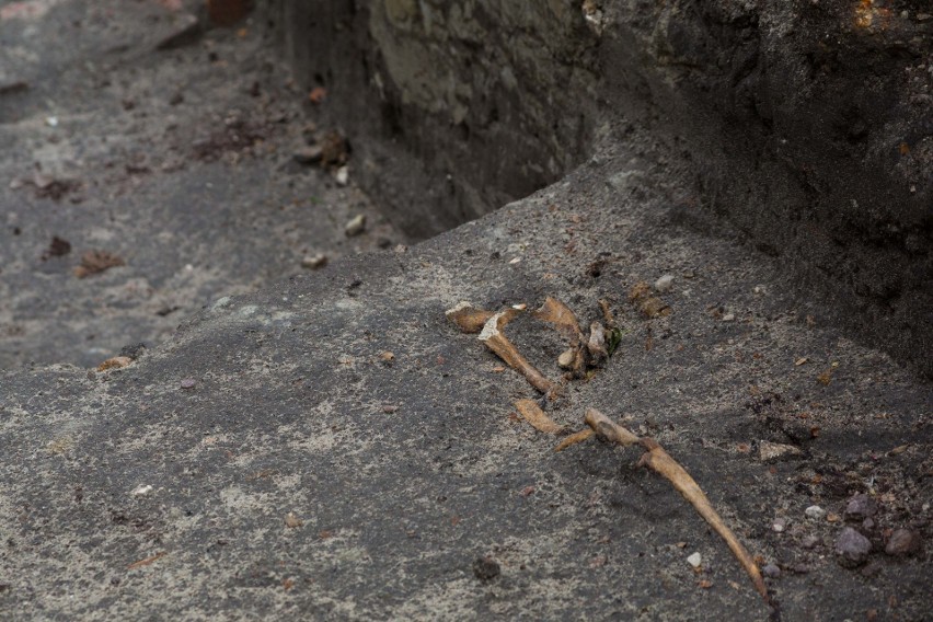 Kraków. Sensacja archeologiczna w Krakowie. Odkryto cmentarz [ZDJĘCIA]