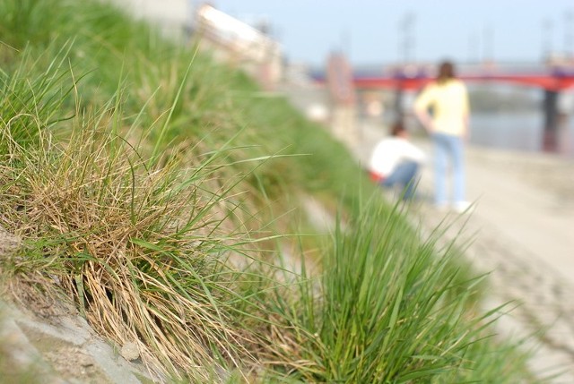 Niemal przez całą długość bulwaru z betonowych wzmocnień nasypu wyrastają chwasty i wysokie kępy trawy