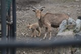 W toruńskim zoo na świat przyszła młoda owieczka arui. Zobacz zdjęcia!