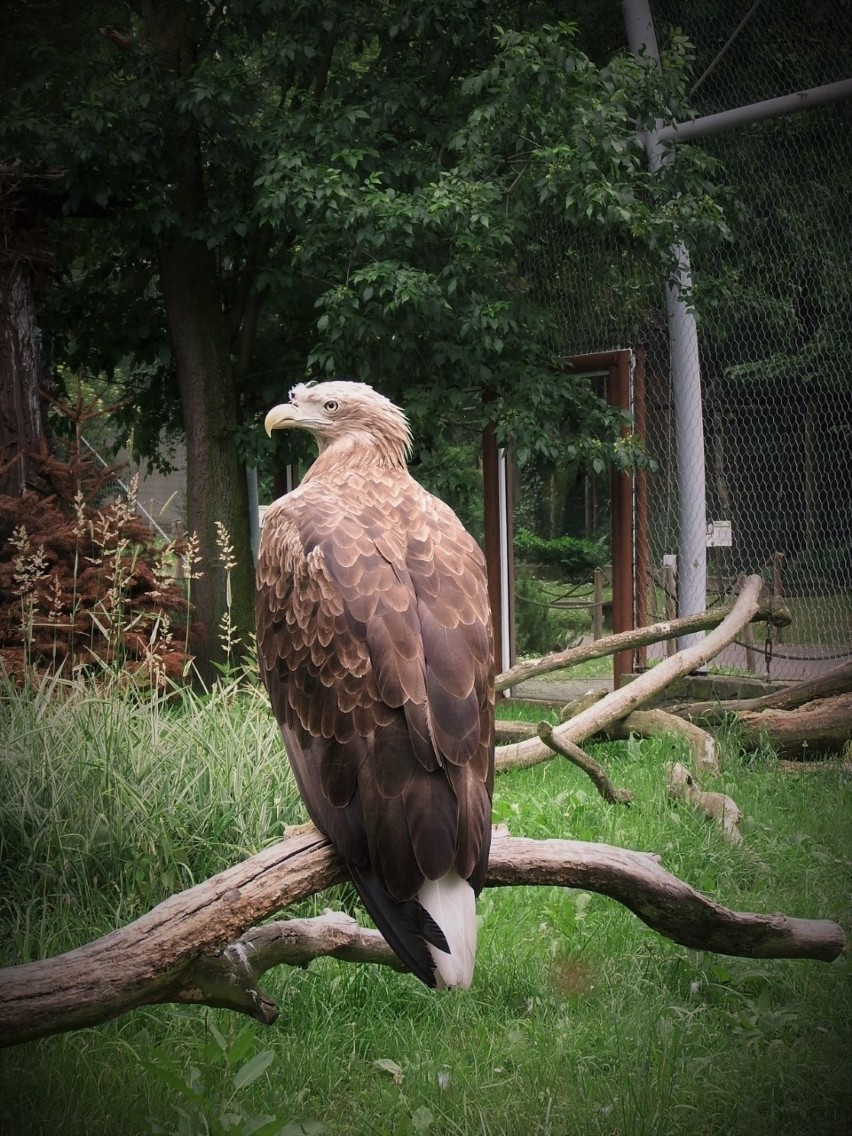 Bielikiem w Śląskim Ogrodzie Zoologicznym opiekuje się...