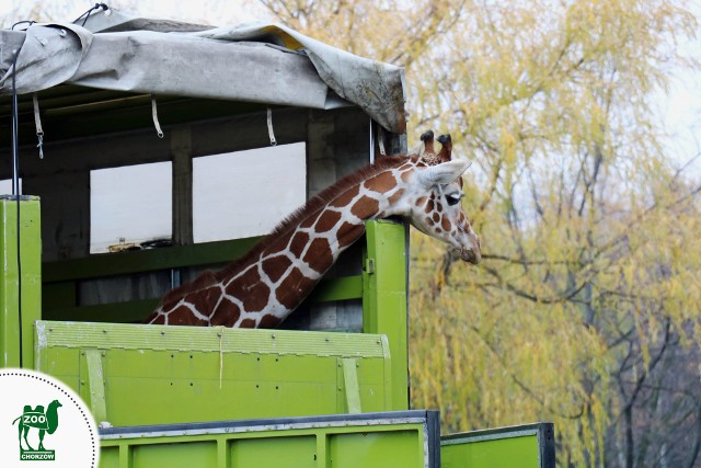 Żyrafa Luna jedzie do zoo w Szwajcarii