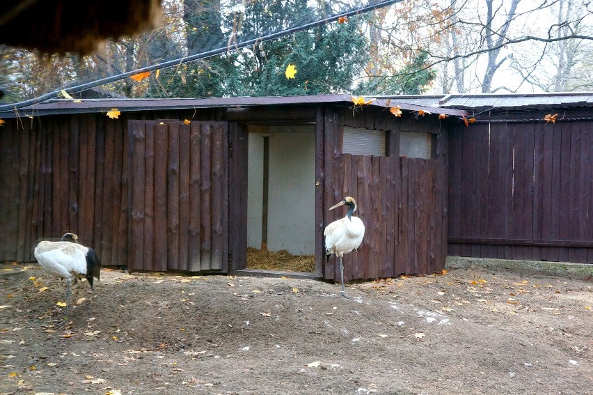 nowy wybieg dla żurawi w zoo