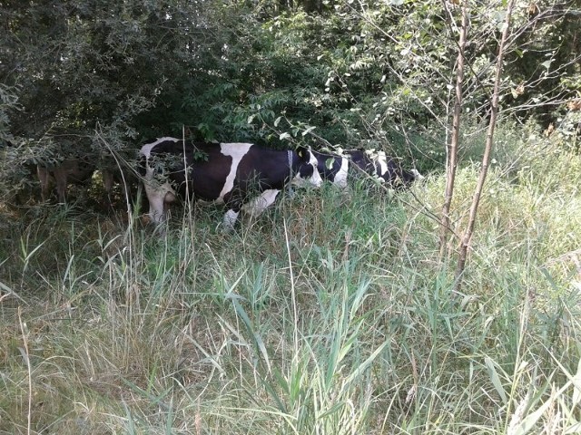 Krowy beztrosko przechadzały się w rejonie wiaduktu na ul. Pabianickiej.