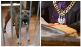Pies omal nie zagryzł 6-letniej dziewczynki. Właściciel stanie przed sądem we Wrocławiu, grozi mu 15 lat więzienia