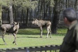 Łosie Wille i Ari już w Bydgoszczy