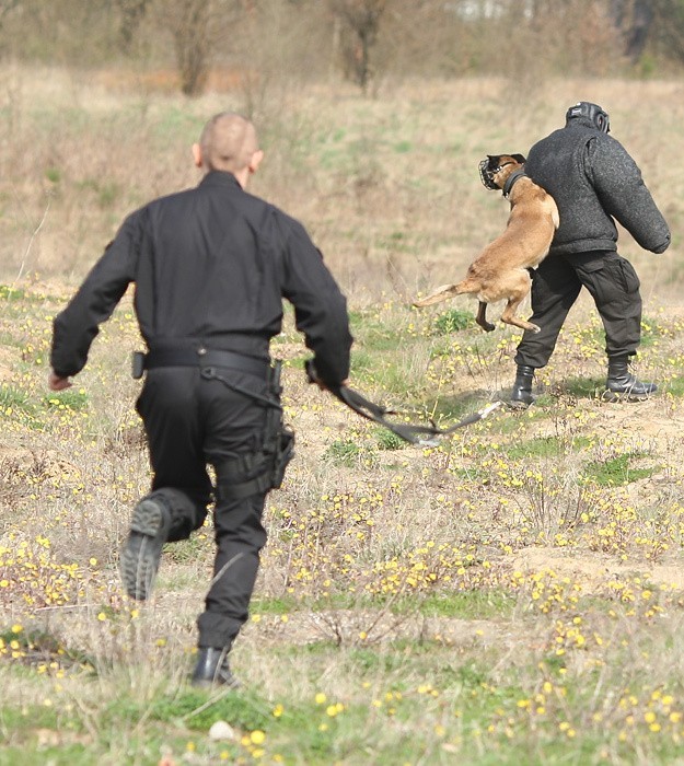 Owczarek belgijski Malinois w slupskiej policji. Ma na imie...