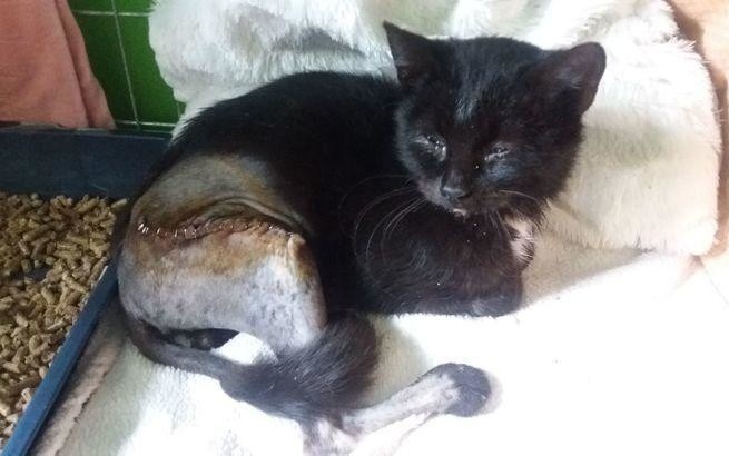 Ponad 9 tys. zł potrzeba, by ratować zdrowie i życie trzech kociaków z toruńskiego schroniska