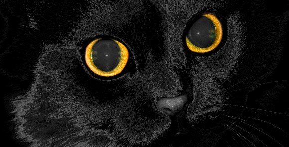Sennik prawdę Ci powie. Czarny kot to brak... miłości i pieszczot | Głos  Koszaliński