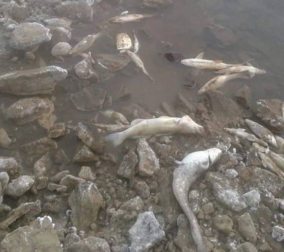 Gmina Kozienice: setki martwych ryb w kanale spustowym elektrowni w Świerżach Górnych