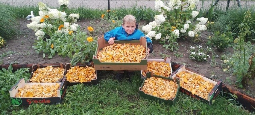 Ogromne zbiory grzybów w gminie Sławno!