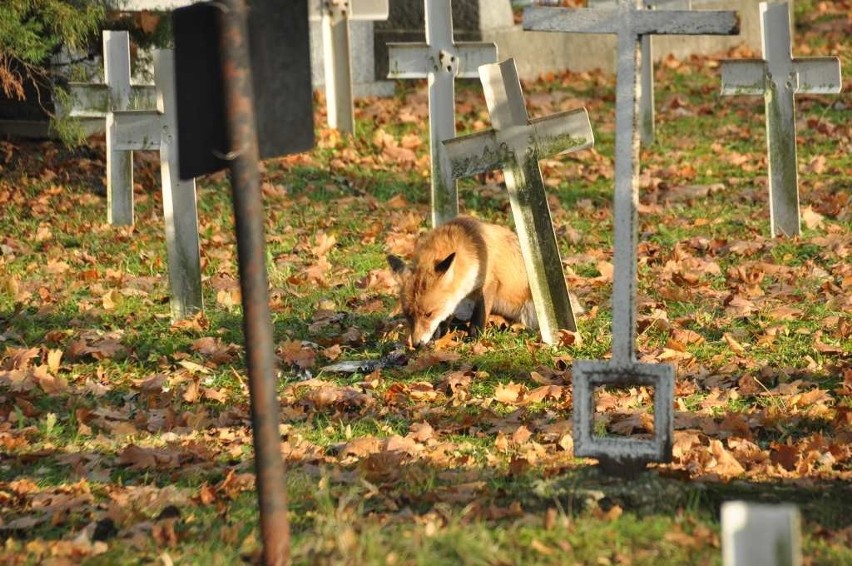 Kraków. Wielki lis krążył po Cmentarzu Rakowickim. "Wypasiony, żeby nie lisia kita, to wziąłbym go za psa" [ZDJĘCIA]