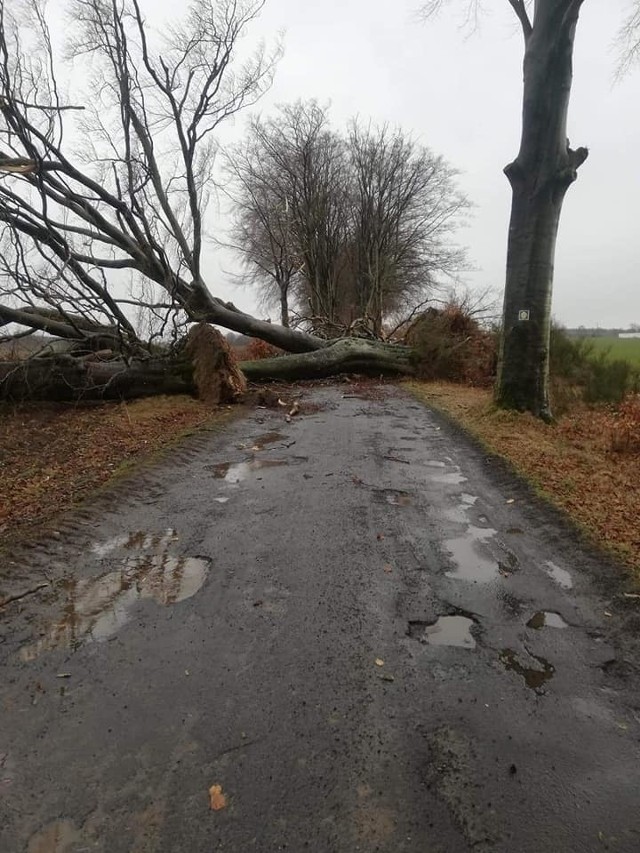 W poniedziałek popołudniu nad Koszalinem i okolicami przeszła nawałnica. Spowodowała wiele strat. Od popołudnia do wieczora strażacy z Polanowa wzywani byli do kilku zdarzeń. O godzinie 14:49 strażacy wyjechali do powalonego drzewa na trasie Jacinki - Nacław (Dadzewo) do pomocy został zadysponowany zastęp z OSP Nacław. Po chwili (g. 15:02) drugi zastęp udał się do miejscowości Wietrzno, gdzie drzewo blokowało cała drogę, a drugie wisiało nad jezdnią. Do tego zdarzenia dojechał zastęp z OSP Żydowo. Pod koniec działań OSP Żydowo udało się alarmowo do miejscowości Krąg w celu usunięcia drzewa z jezdni. O g. 16:29 zastęp strażacki wyjechał do miejscowości Bukowo, gdzie drzewo leżało na całej jezdni. O g. 19:16 strażacy udali się do powalonego drzewa, które zerwało słup energetyczny i blokowało przejazd w obu kierunkach. W zdarzeniach brały udział:2x OSP PolanówOSP NacławOSP ŻydowoPolicjaPogotowie energetyczneCzytaj też: Nawałnica w Koszalinie i okolicach. Połamane drzewa w regionie kołobrzeskim i drawskim [zdjęcia]Wichura w Koszalinie. Zniszczony przystanek przy Politechnice Koszalińskiej [ZDJĘCIA]Zobacz także: Koszalin: Wiatr powalił drzewo na ul. Wańkowicza. Konar spadł na trzy auta