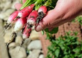 Ogród warzywny dla początkujących – co młody działkowiec wiedzieć powinien