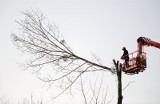 Drzewa – jak przycinać gałęzie, by nie złamać prawa? Kiedy ogławianie drzew pomaga, a kiedy szkodzi?