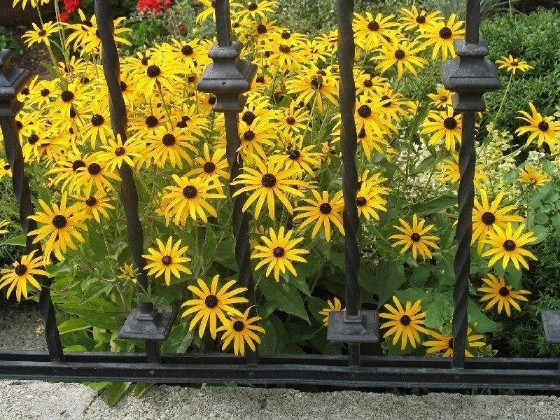 Liczne żółte kwiaty rudbekii błyskotliwej mają 10–12 cm...