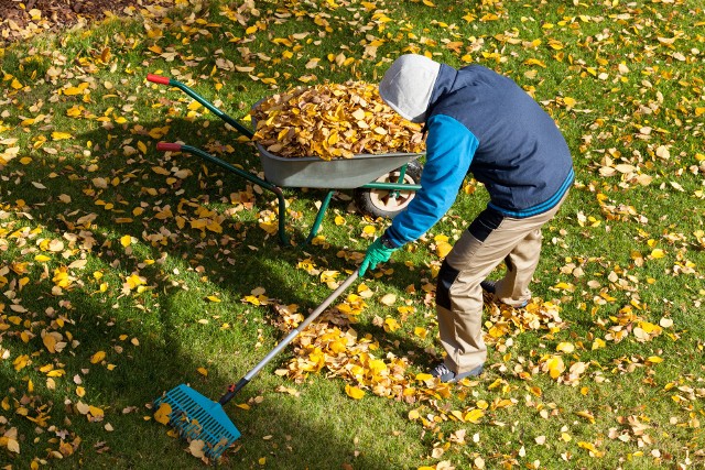 Choroby trawników mogą zaatakować jesienią i zimą! Sprawdź, jak możesz im zapobiegać.