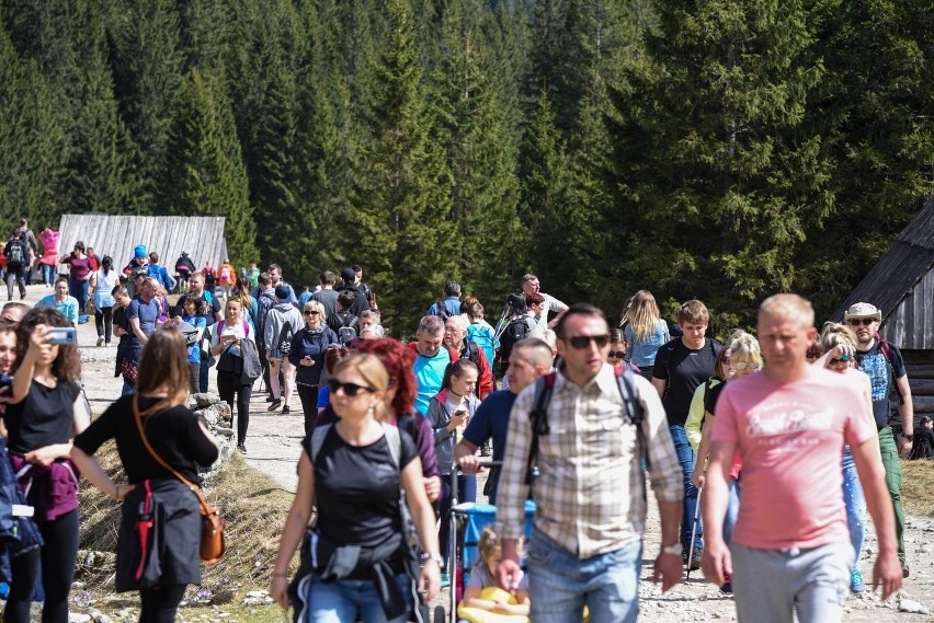 Tatry: Kilkadziesiąt tysięcy ludzi poszło oglądać krokusy. Padnie rekord frekwencji [GALERIA]