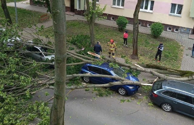 Do najpoważniejszej sytuacji doszło po godzinie 10 przy ulicy Daszyńskiego w Inowrocławiu. Powalone drzewo uszkodziło trzy auta zaparkowanego przy drodze. Zobaczcie zdjęcia >>>>>