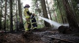 Pożar w Puszczy Białowieskiej. Na terenie Nadleśnictwa Hajnówka pojawiły się dwa źródła ognia. Na szczęście dało się je szybko ugasić