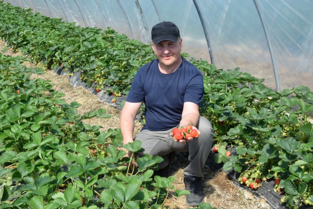 Jacek Czekaj - plantator truskawek z Bielin prezentuje pierwsze owoce z tuneli foliowych.