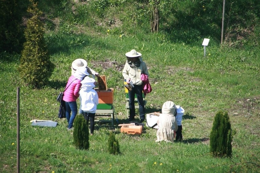 Pasieka edukacyjna w Zabrzu nie powstanie. Zamiast tego jest w Mikołowie [ZDJĘCIA]